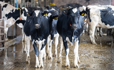 Why hoof trimming technique in pre-calving dairy heifers matters 