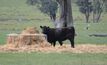 Australian beef exports remain high, but what's on the horizon?