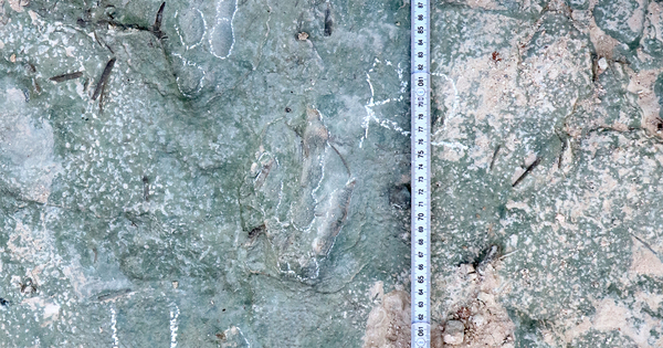 CHINA-HEBEI-XUANHUA-DINOSAUR FOSSIL TRACKS-DISCOVERY (CN)
