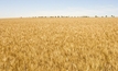 Aussie wheat cash values remain firm despite US softening