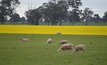 A new report from ABARES shows broadacre farm productivity is slowing. Photo: Mark Saunders.