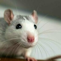 How mice 'listen' with their whiskers
