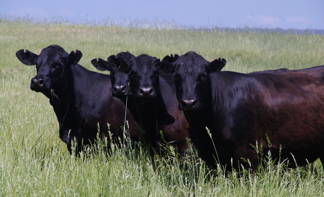 Potential pasture problems for livestock