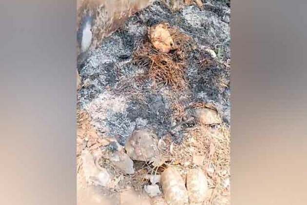 Rare star tortoises found dead near Srikurmam temple