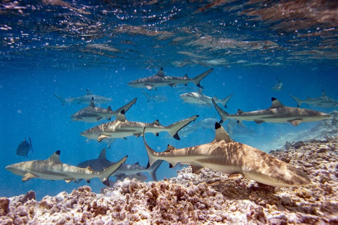 Lawsuit challenges Trump order that opens protected marine monument to commercial fishing