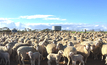 Thousands gather in WA as the fight against the live sheep export ban continues. Credit: Annie Anderson, Shutterstock. 