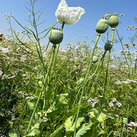Govt announces annual licensing policy for cultivation of opium poppy for crop year 2025-26; nearly 1.21 lakh farmers eligible for license