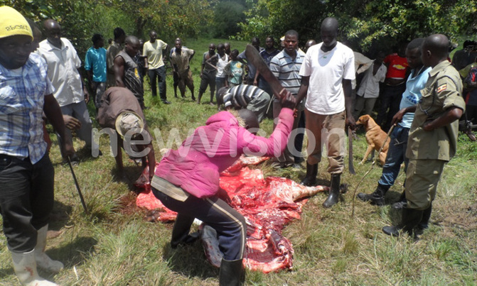 Buffalo injures three in Ibanda district Buffalo injures three in Ibanda district