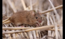  New research from the CSIRO and GRDC is helping with mice control measures. Picture courtesy CSIRO.