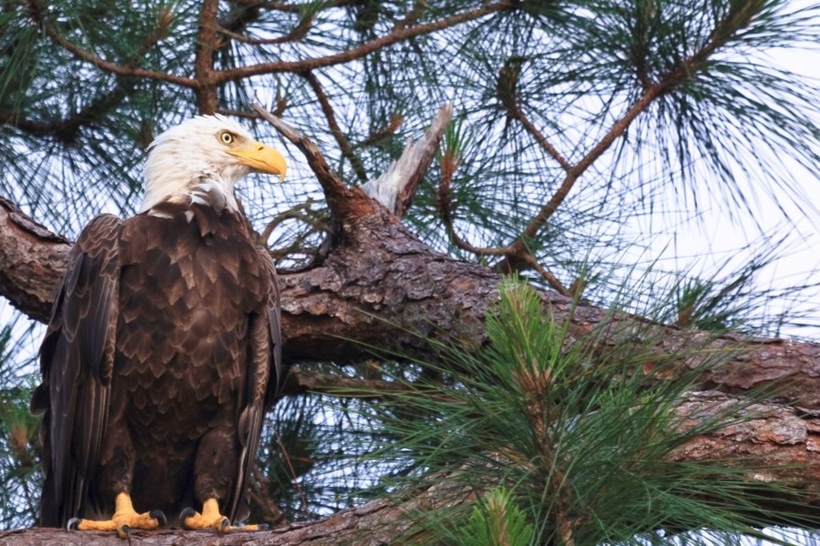 Alabama Power monitors bald eagles on 12 company reservoirs to help safeguard the species