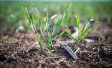 The latest Wheat Variety Master List includes more than 20 new and approved grain types covering a range of end uses.