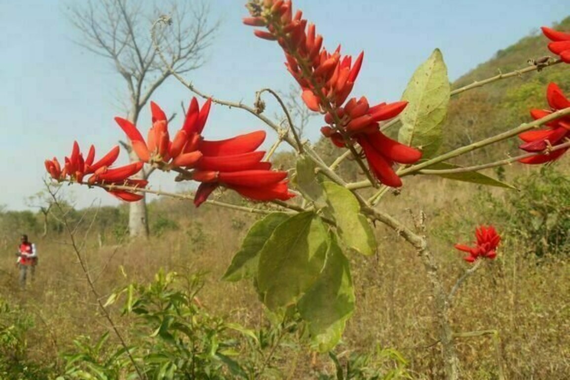 Un ouvrage botanique revle le fabuleux tresor vegetal du Burkina Faso et du Mali