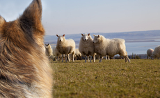 NSA sheep worrying campaign highlights concerning gap between dog owners' awareness and behaviour