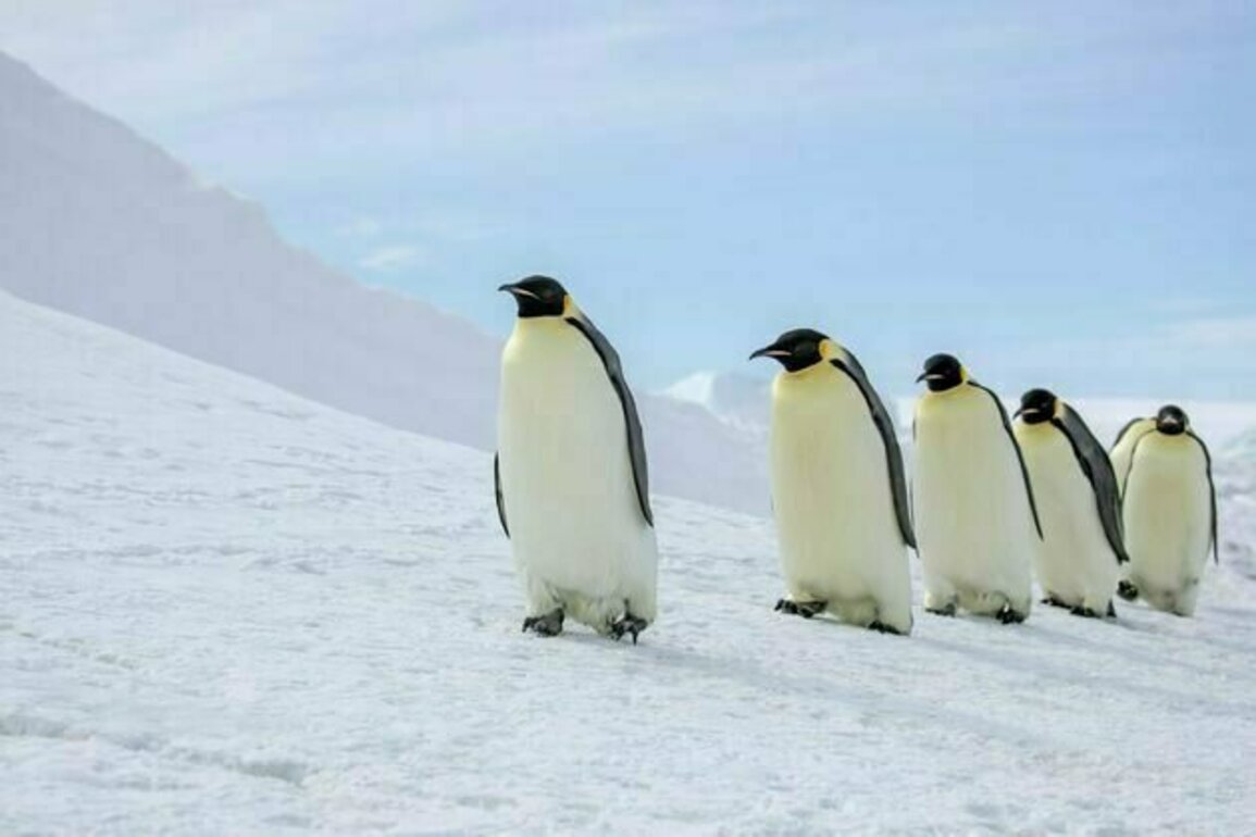 Close relatives of emperor penguins lived in NZ some 3 million years ago. What caused their extinction?