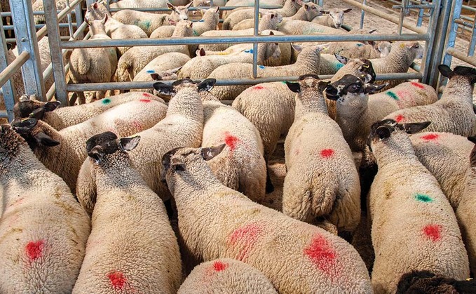Lamb trade holds up as numbers fall after auctioneers' warnings