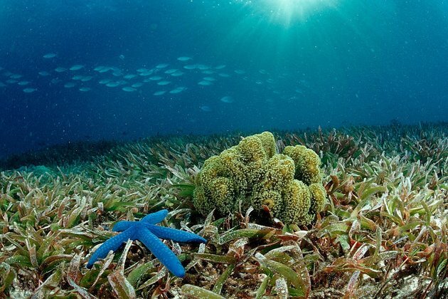 Kenya&#039;s coast is losing huge amounts of seagrass. But all isn&#039;t lost