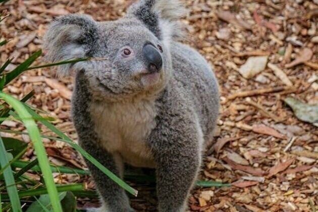 Why are state and federal governments driving the koala to extinction