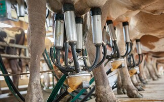 Breeding for better udder conformation could help prevent UCD