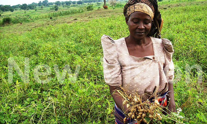 Minting millions from mixed farming Minting millions from mixed farming