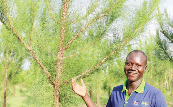 Omulimi wa payini ng’alaga emiti gye. Ku ddyo bwe bucupa omuli butto akamuddwa mu payini, Omulimi wa payini ng’alaga emiti gye. Ku ddyo bwe bucupa omuli butto akamuddwa mu payini,