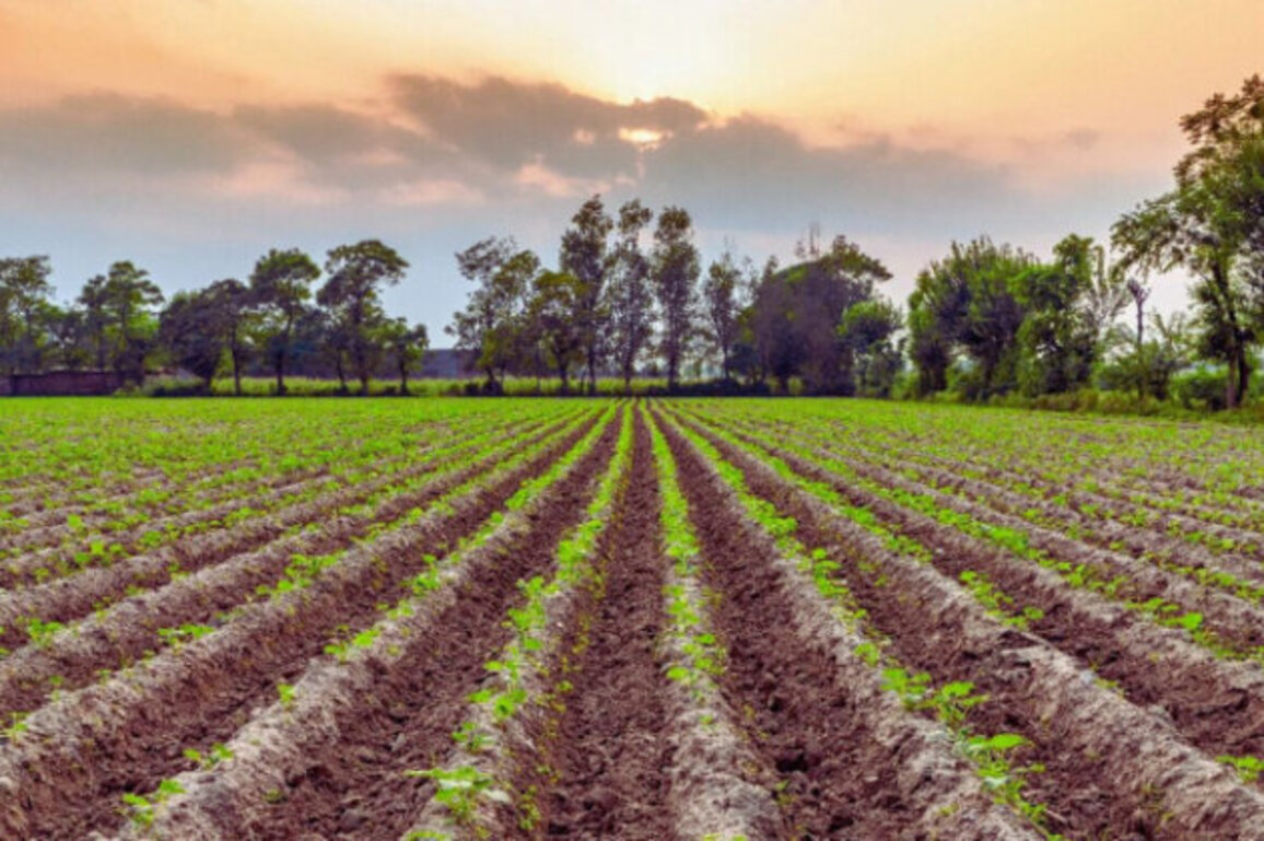 EU Farmland Prices Climb in 2024, Bulgaria Records Near-6% Increase