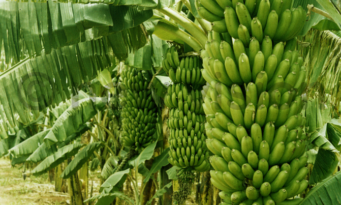 ISAAA 2015 report puts Uganda in special position ISAAA 2015 report puts Uganda in special position