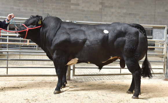 Sales round up: Pedigree day at Skipton, breeding cattle record at Stirling, South Devons, dairy sales