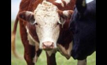  Various saleyards break the 1,000c/kg mark.