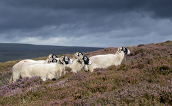 From the editor: 'Farming's traditions, history and heritage should not be seen as an obstacle'