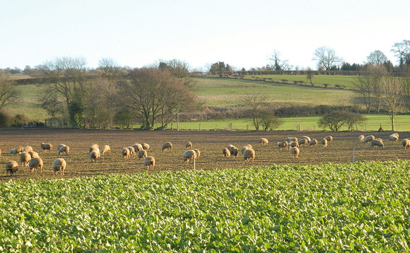 Sheep special: Fodder crop menu for finishing lambs