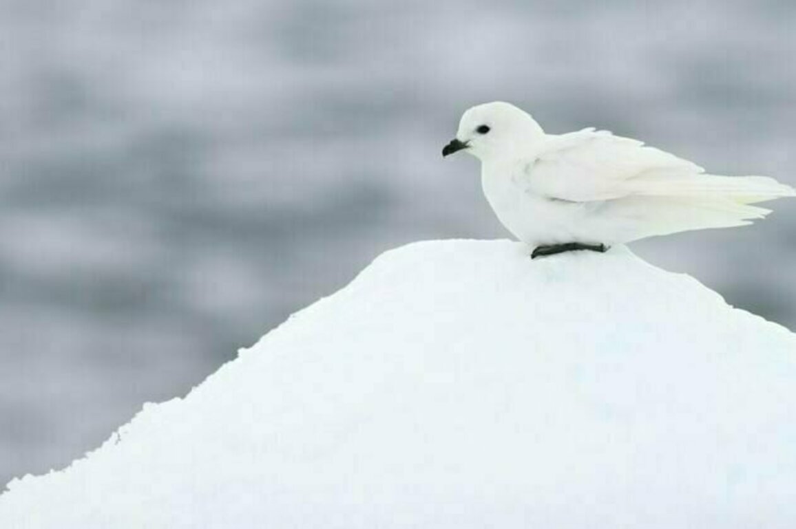The southern hemisphere is full of birds found nowhere else on Earth. Their importance has been overlooked