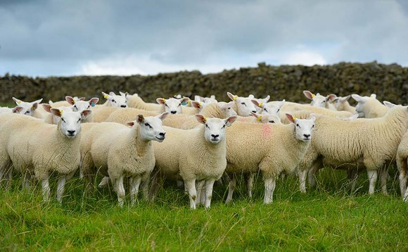 Sheep sector flocks together for Love Lamb Week