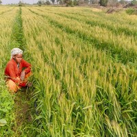 Assam sets new record in paddy procurement, 7 lakh MT of paddy procured