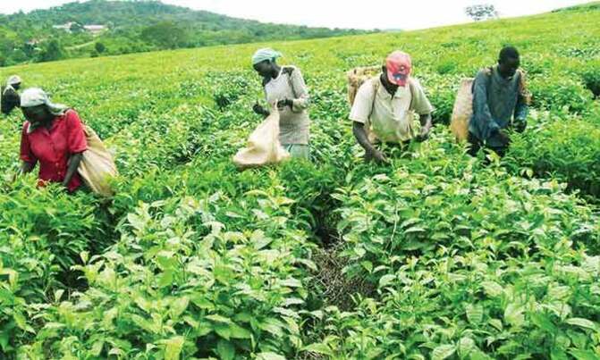 Do not plant yet, farmers warned Do not plant yet, farmers warned
