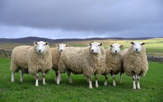 'UK approach to farming sheep aligns with sustainable, regenerative interests in both uplands and lowlands', says National Sheep Association