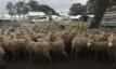 Woolgrowers across Australia are being advised to look out for flystrike.