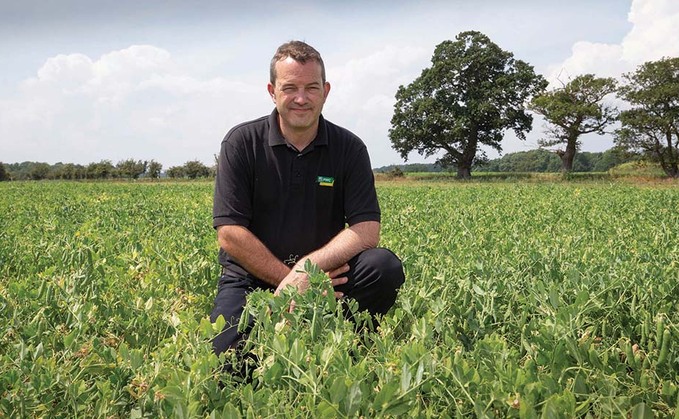Growers co-op focus: What does it take to plan and deliver a successful pea harvest?