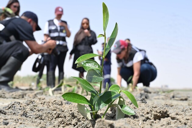 KUWAIT-JAHRA GOVERNORATE-MANGROVE-PLANTING