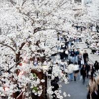 Asia Album: Glimpse of cherry blossoms in Tokyo, Japan