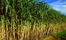 Refiners agree to boost ethanol uptake