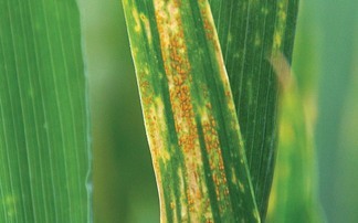 Growers are advised to manage disease risk to protect good yield potential