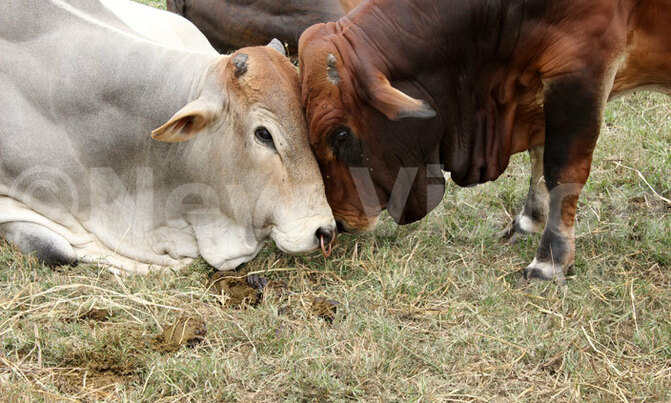 In pictures: 2016 Livestock show, Mbarara In pictures: 2016 Livestock show, Mbarara
