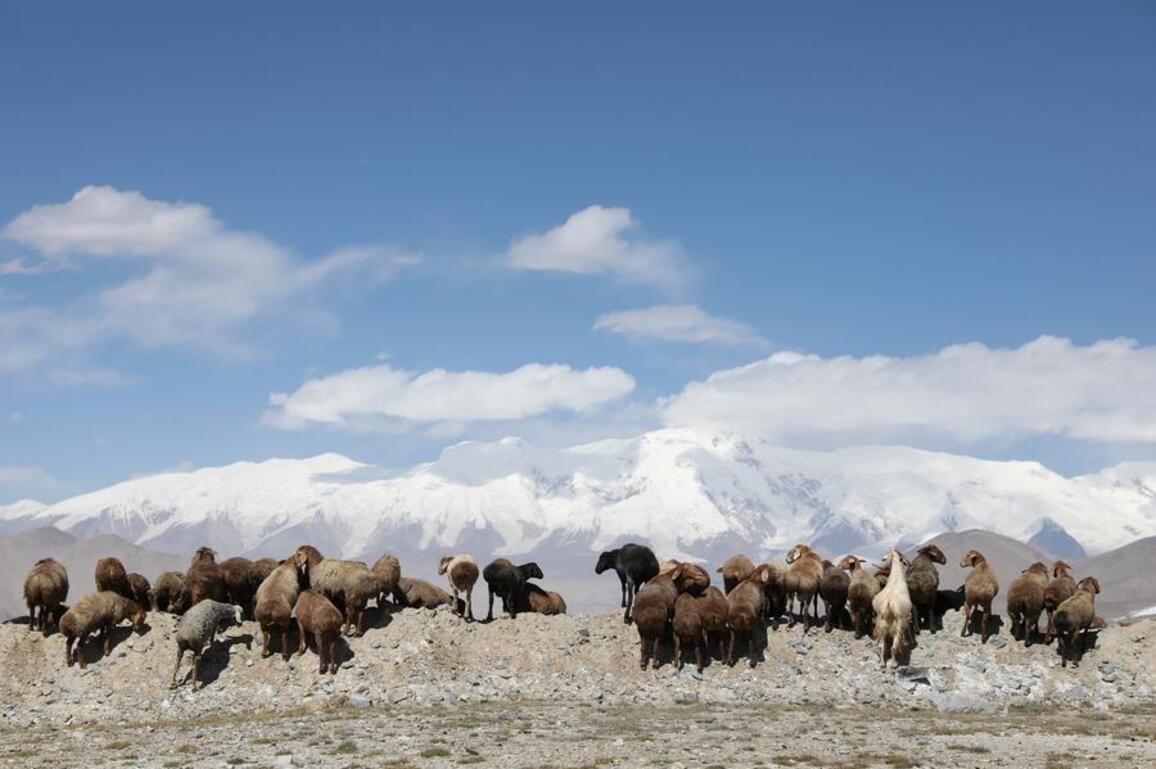 Guardians across Pamirs: Chinese, Tajik scientists unite to protect plateau wildlife