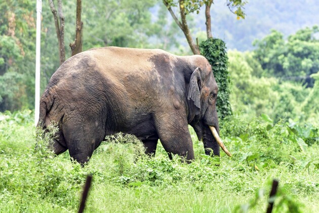 Assam: Forest Department-Aaranyak efforts lead to decline in human deaths in Lakhipur human-elephant conflict hotspot