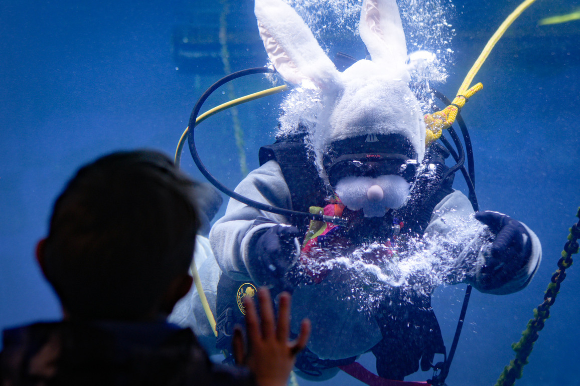 CANADA-VANCOUVER-AQUARIUM-SCUBA BUNNY