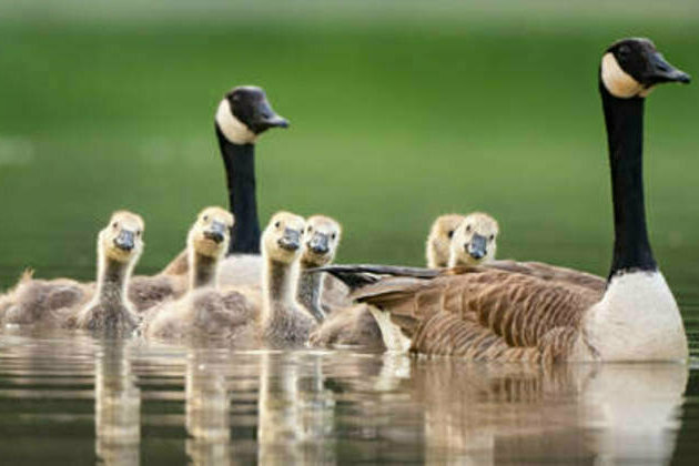 Canadian military issues 'goose alert'
