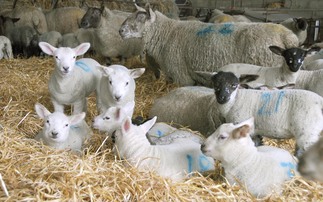 Top tips for indoor lambing