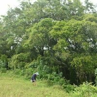 Sisa konflik TPL: Hutan dikembalikan, tapi perempuan masih menanggung beban ganda