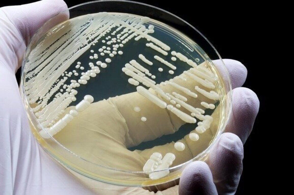 Study: Hospital wastewater reveals deadly fungus earlier 