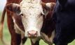 Aussie beef producers tap lucrative EU markets